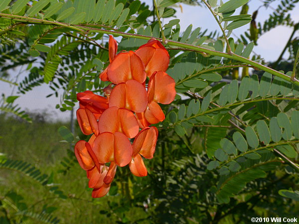 Rattlebox (Sesbania punicea)