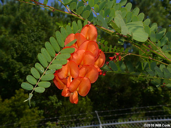 Rattlebox (Sesbania punicea)