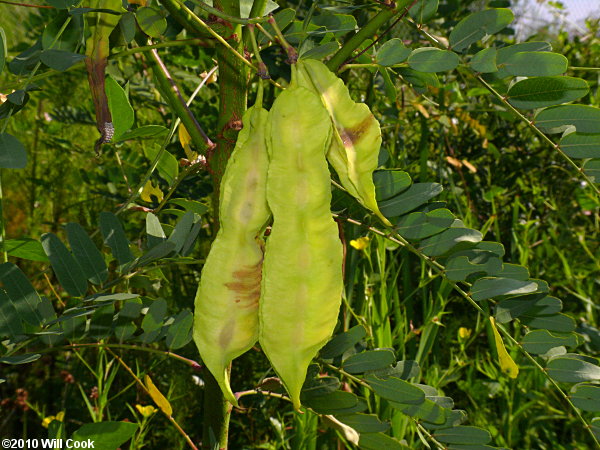 Rattlebox (Sesbania punicea)