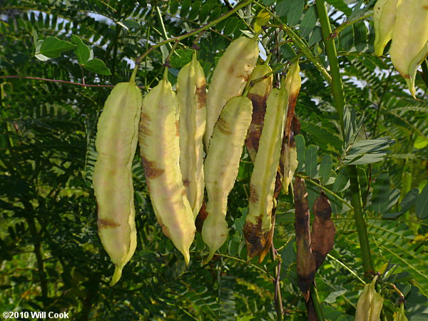 Rattlebox (Sesbania punicea)