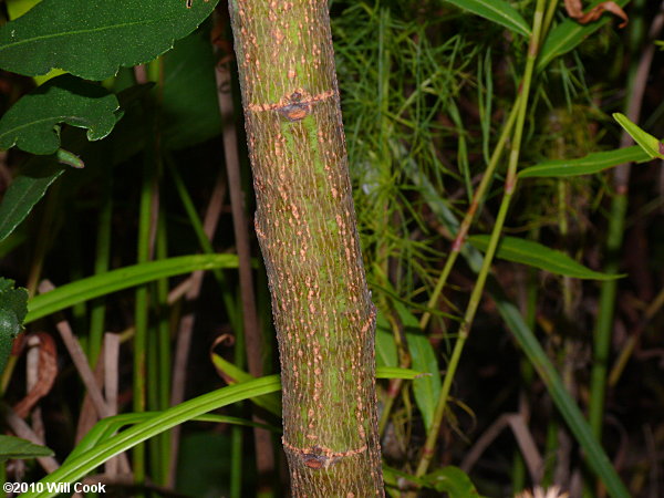 Rattlebox (Sesbania punicea)