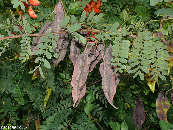 Rattlebox (Sesbania punicea)