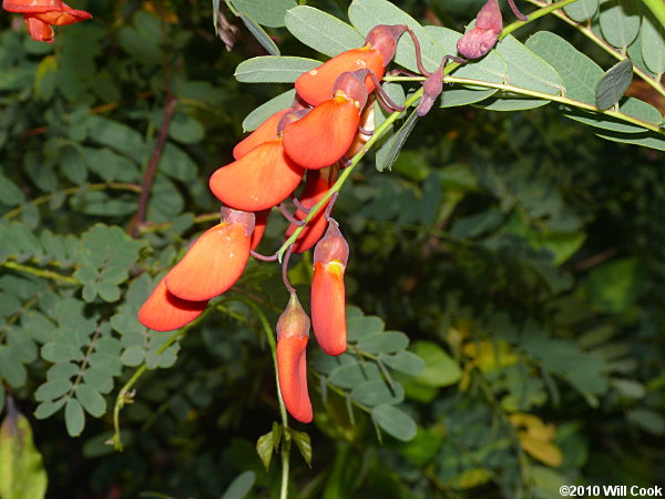 Rattlebox (Sesbania punicea)