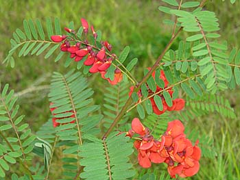 Rattlebox (Sesbania punicea)