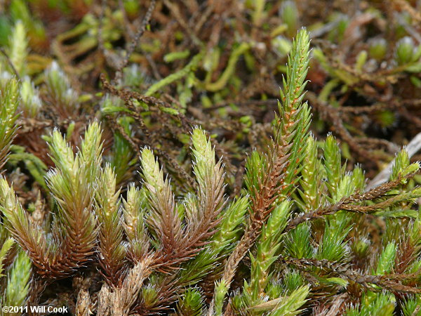 Rock Spikemoss (Selaginella rupestris)