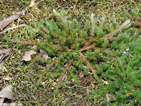 Rock Spikemoss (Selaginella rupestris)