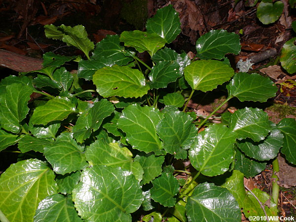 Oconee Bells (Shortia galacifolia)