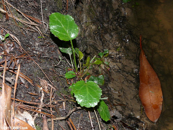 Oconee Bells (Shortia galacifolia)