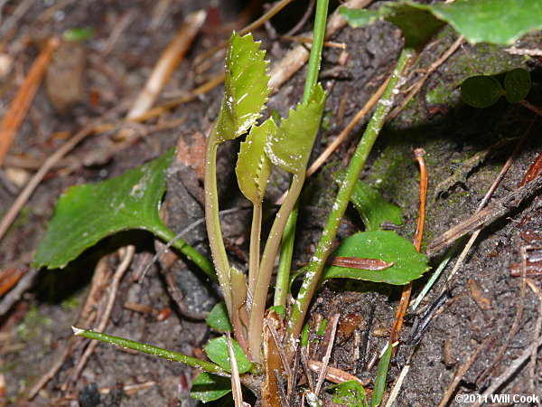 Oconee Bells (Shortia galacifolia)