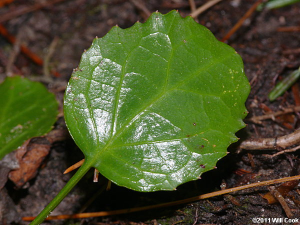 Oconee Bells (Shortia galacifolia)