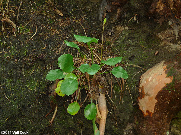 Oconee Bells (Shortia galacifolia)