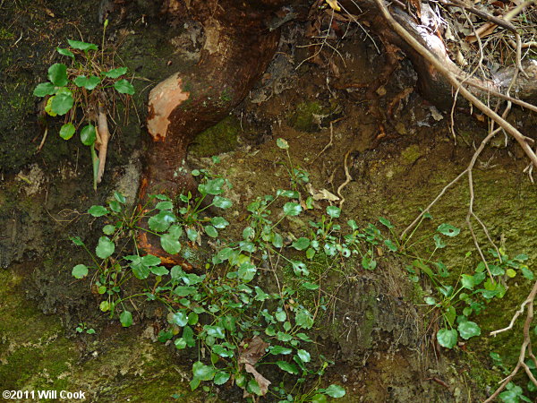 Oconee Bells (Shortia galacifolia)