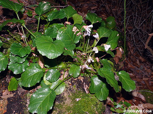 Oconee Bells (Shortia galacifolia)