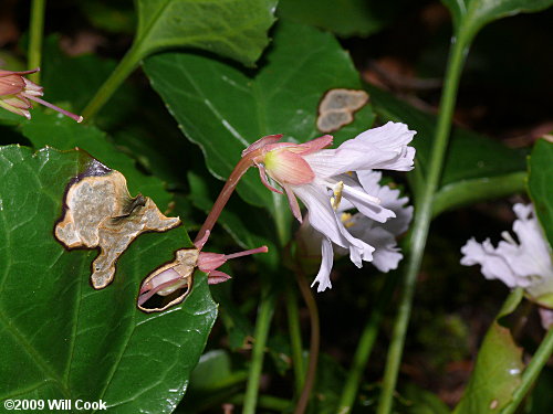 Oconee Bells (Shortia galacifolia)