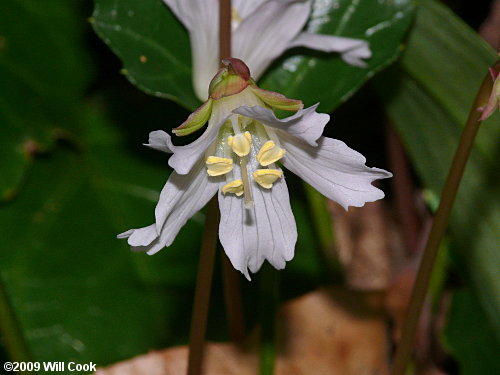 Oconee Bells (Shortia galacifolia)