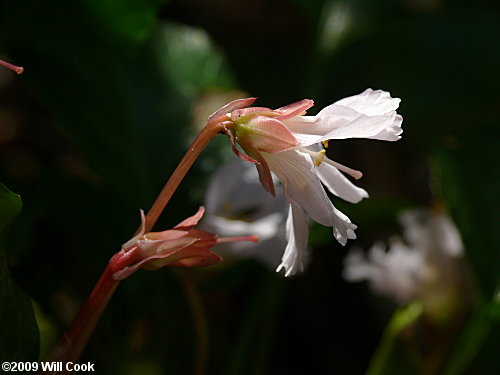 Oconee Bells (Shortia galacifolia)