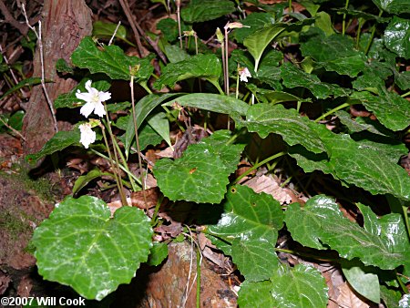 Oconee Bells (Shortia galacifolia)