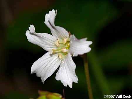 Oconee Bells (Shortia galacifolia)