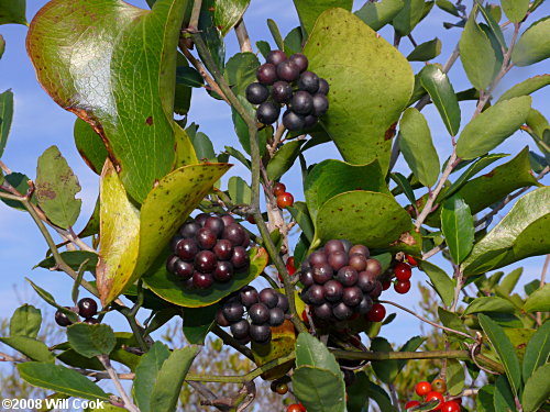 Dune Greenbrier, Earleaf Greenbrier (Smilax auriculata)