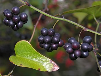 Dune Greenbrier, Earleaf Greenbrier (Smilax auriculata)