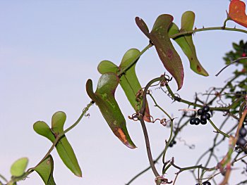 Dune Greenbrier, Earleaf Greenbrier (Smilax auriculata)