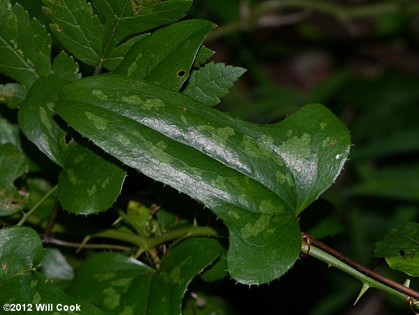 Saw Greenbrier, Catbrier (Smilax bona-nox)