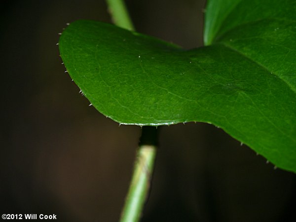 Saw Greenbrier, Catbrier (Smilax bona-nox)