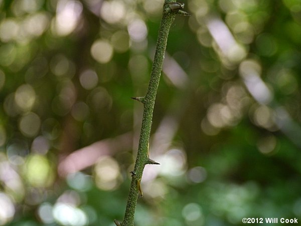 Saw Greenbrier, Catbrier (Smilax bona-nox)