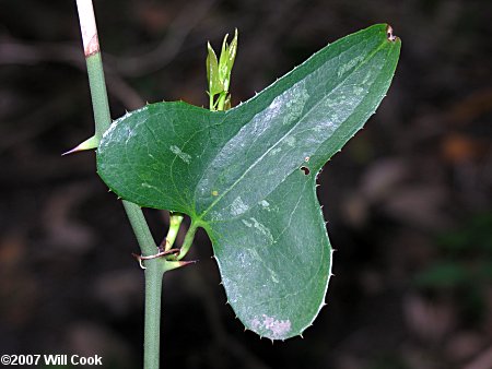 Saw Greenbrier, Catbrier (Smilax bona-nox)