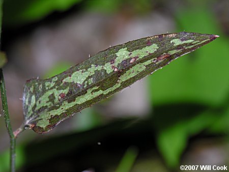 Saw Greenbrier, Catbrier (Smilax bona-nox)