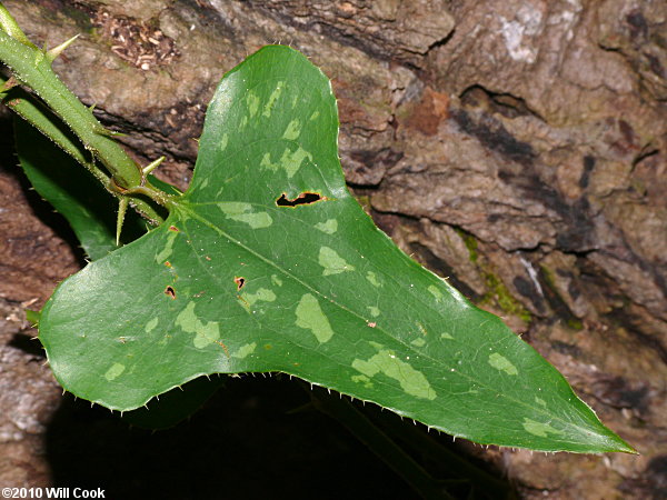 Saw Greenbrier, Catbrier (Smilax bona-nox)