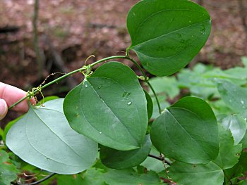 Whiteleaf Greenbrier (Smilax glauca)