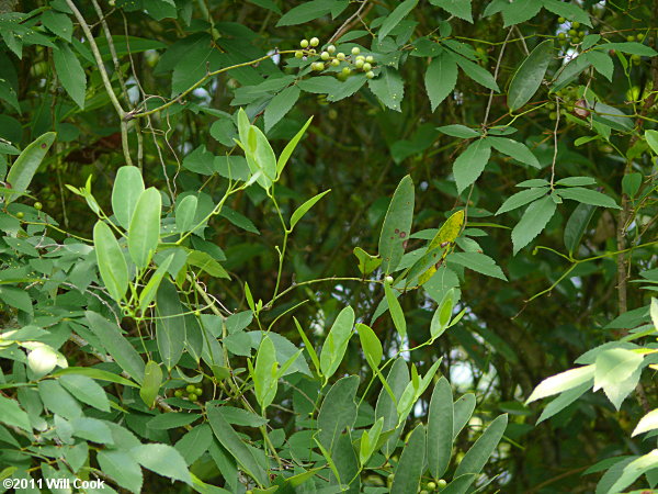 Laurel Greenbrier (Smilax laurifolia)