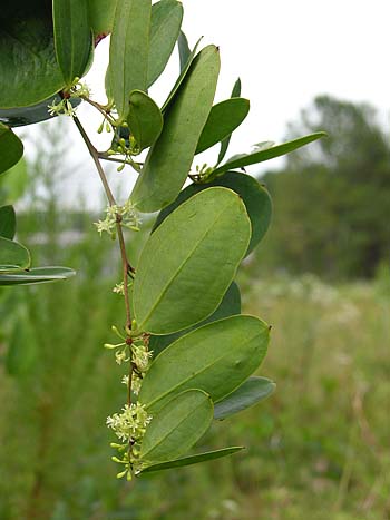 Laurel Greenbrier (Smilax laurifolia)