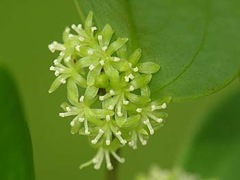 Laurel Greenbrier (Smilax laurifolia)