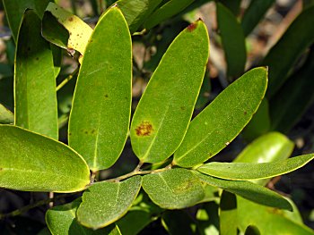 Laurel Greenbrier (Smilax laurifolia)