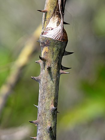 Laurel Greenbrier (Smilax laurifolia)