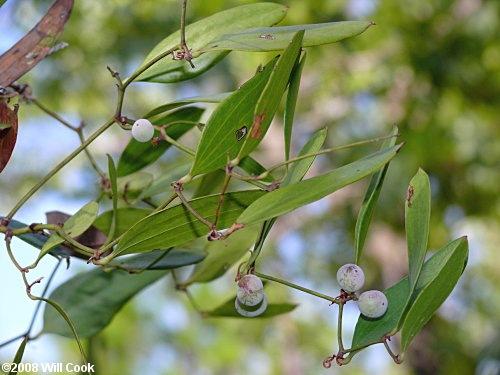 Laurel Greenbrier (Smilax laurifolia)