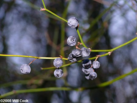 Common Greenbrier, Roundleaf Greenbrier (Smilax rotundifolia)