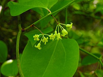 Common Greenbrier, Roundleaf Greenbrier (Smilax rotundifolia)