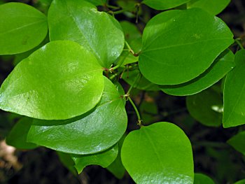 Common Greenbrier, Roundleaf Greenbrier (Smilax rotundifolia)