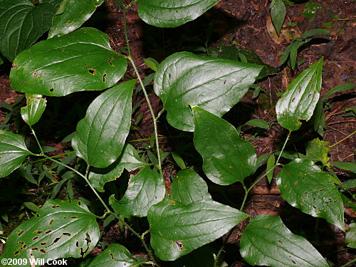 Bristly Greenbrier (Smilax hispida)