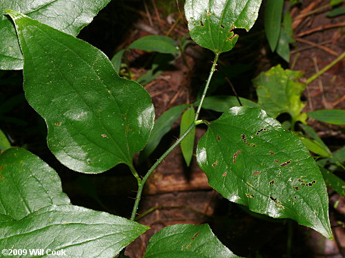 Bristly Greenbrier (Smilax hispida)