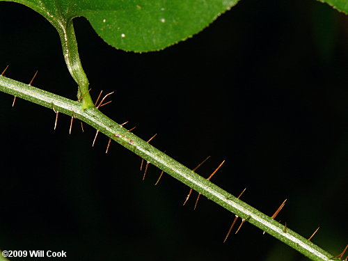 Bristly Greenbrier (Smilax hispida)