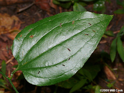 Bristly Greenbrier (Smilax hispida)