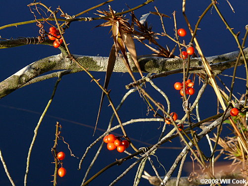 Coral Greenbrier Greenbrier (Smilax walteri)