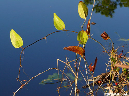 Coral Greenbrier Greenbrier (Smilax walteri)