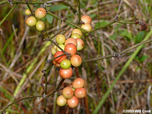 Coral Greenbrier Greenbrier (Smilax walteri)