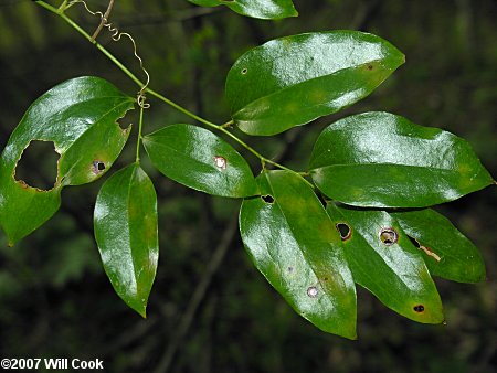 Coral Greenbrier Greenbrier (Smilax walteri)