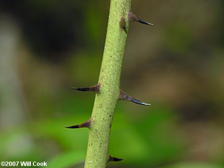 Coral Greenbrier Greenbrier (Smilax walteri)